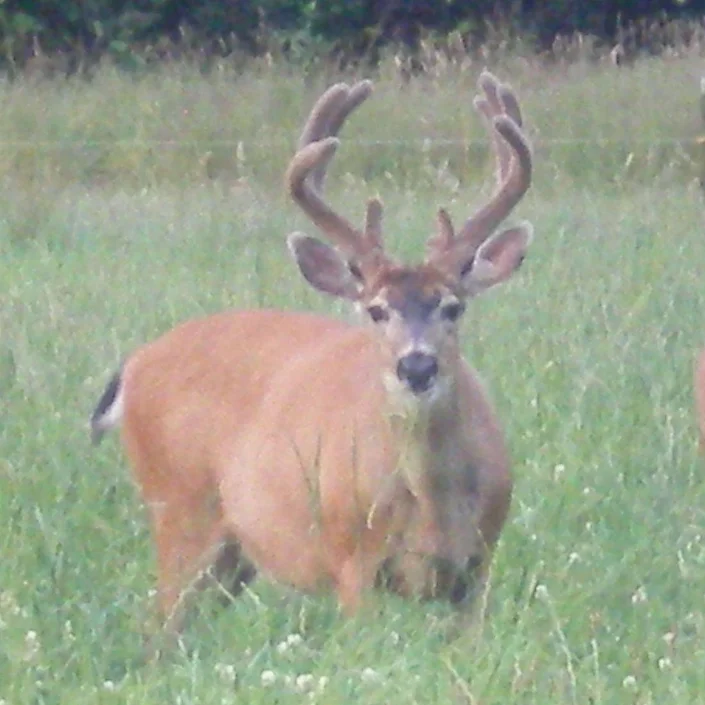 A male deer with velvet-covered antlers stands in a grassy field, facing the camera.