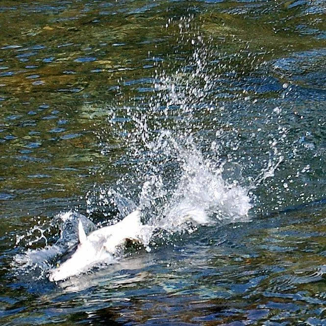 A fish breaks the surface of clear water, creating a splash with visible motion and disturbance in the water.