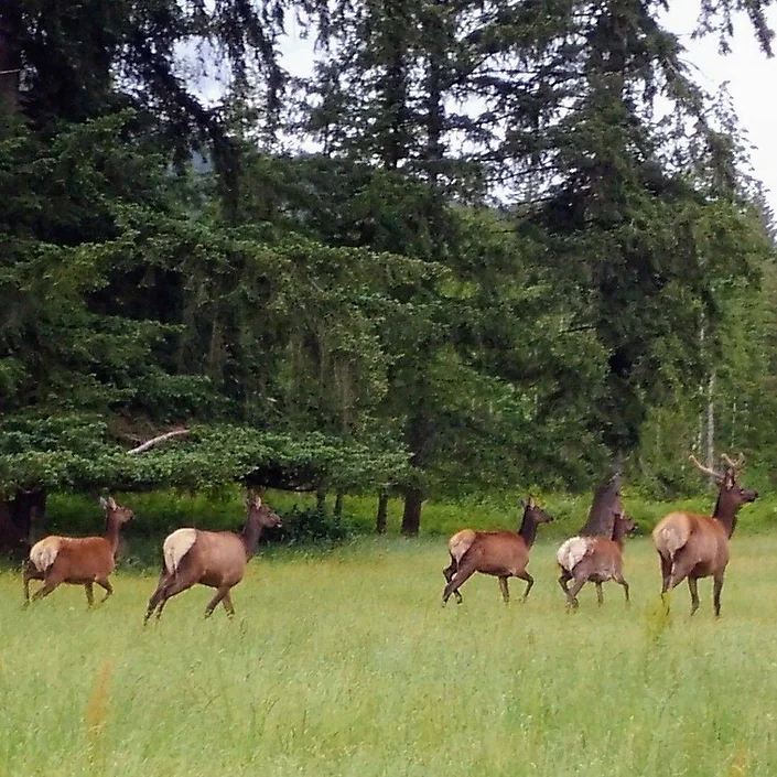 Six elk run through a grassy field with tall evergreen trees in the background.