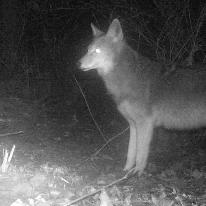 A coyote stands alert in a forest at night, illuminated by a trail camera with glowing eyes.