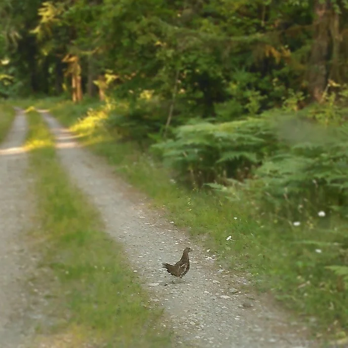 A brown bird stands on a gravel path surrounded by green vegetation and trees on a sunny day.