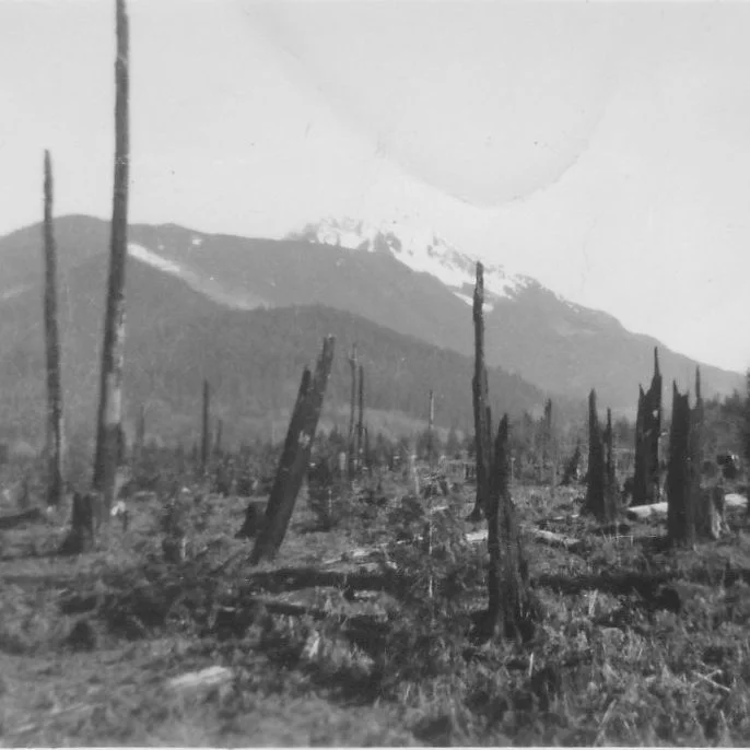 Black and white photo of a forest with numerous tree stumps, set against a backdrop of mountains with a snowy peak.